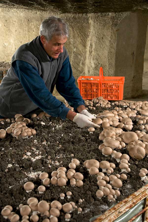 musee du champignon a saumur